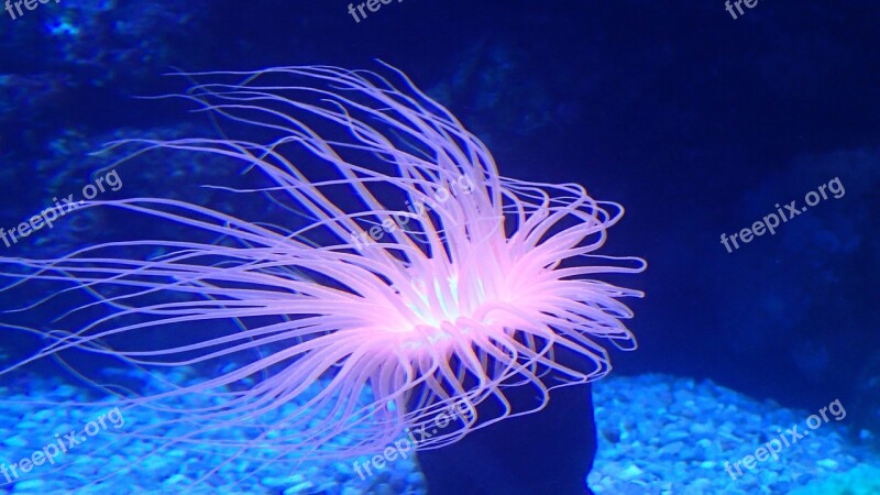 Anemone Sea Sea Creatures Ocean Creature