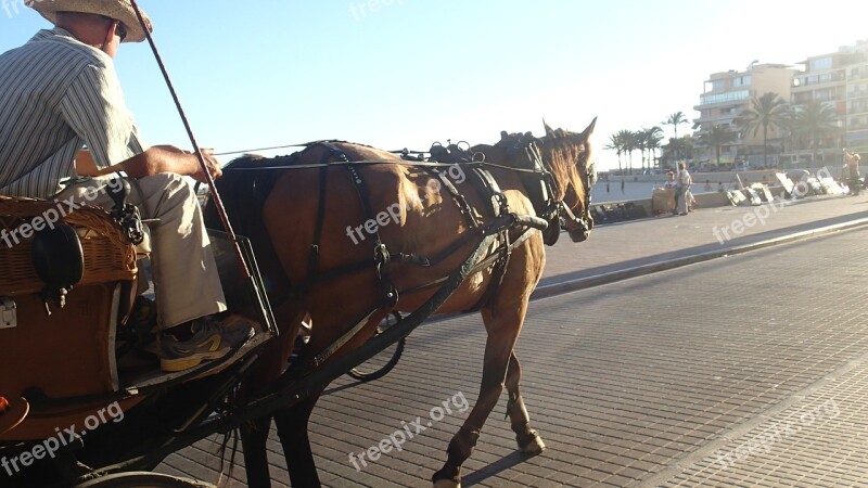 Carriage Horse Trip Animal Outdoor