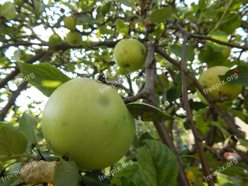 Apple Fruit Tree Pallet Pulpwood Fruitful Apple Tree