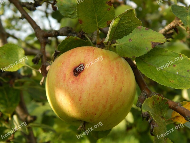 Apple Fruit Tree Pallet Pulpwood Fruitful Apple Tree