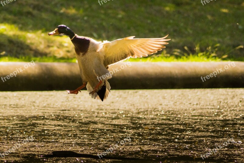 Mallard Landing Duck Flying Wings