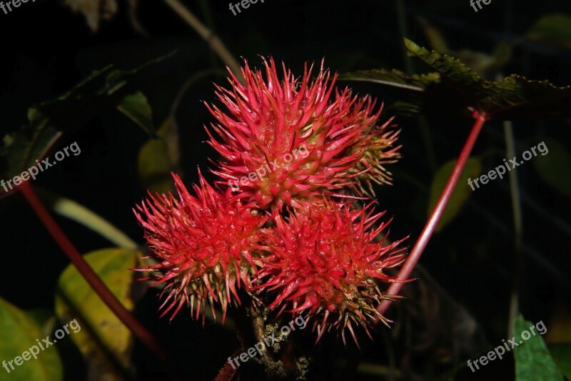 Flower Blossom Bloom Red Close Up