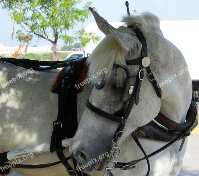 Horse White Blinders Harness Head