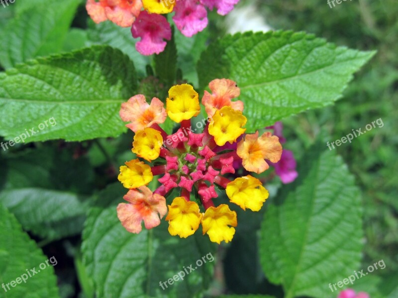 Big Sage Lantana Camara Flowers Wild Sage Red Sage