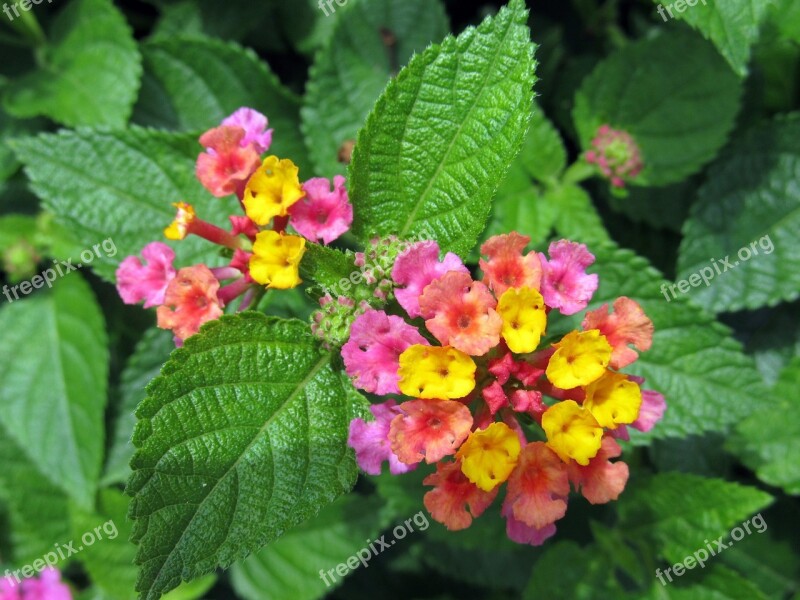 Lantana Camara Flowers Big Sage Wild Sage Red Sage