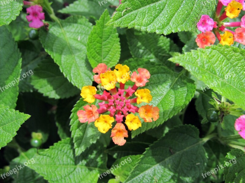 Lantana Camara Flowers Big Sage Wild Sage Red Sage