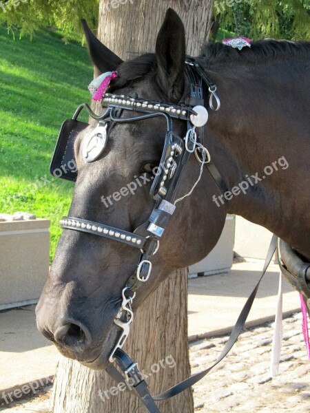 Horse Blinders Harness Head Carriage