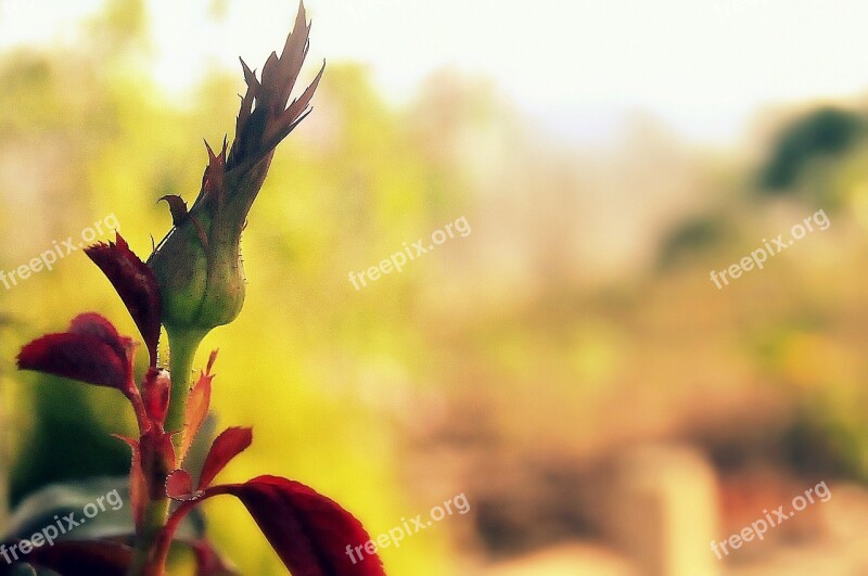 Rosa Rose Bush Flower Free Photos