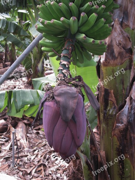 Bananas Banana Shrub Banana Flower La Palma Banana Plantation