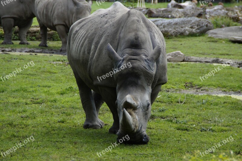 Rhino Close Up Horn Horns Pachyderm