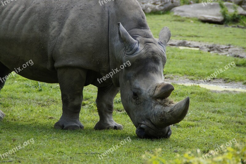 Rhino Close Up Horn Horns Head