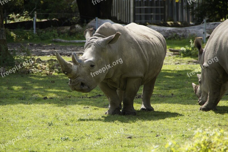 Rhino Meadow Zoo Pachyderm Creature