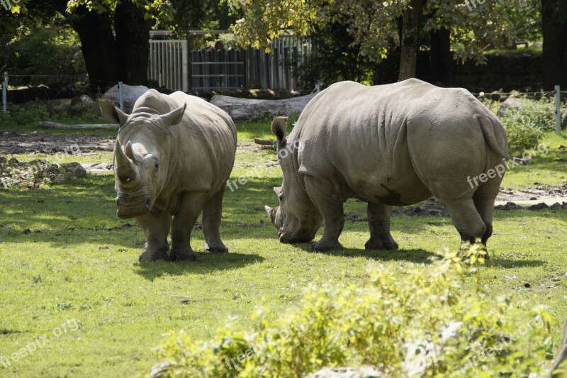 Rhino Meadow Zoo Pachyderm Creature