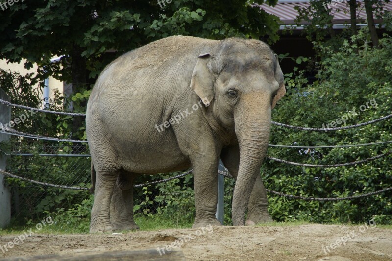 Elephant Indian Elephant Animal Pachyderm Side