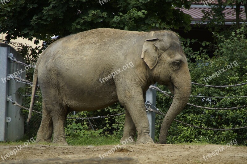 Elephant Indian Elephant Animal Pachyderm Side