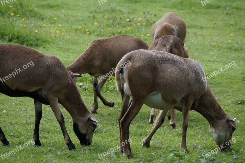 Sheep Flock Of Sheep Cameroon Sheep Meadow Grass