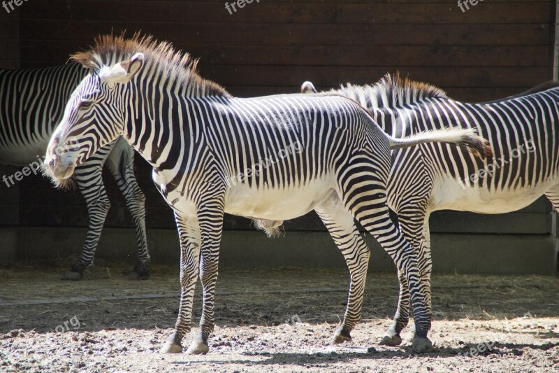 Zebra Stall Hoofed Animals Perissodactyla White