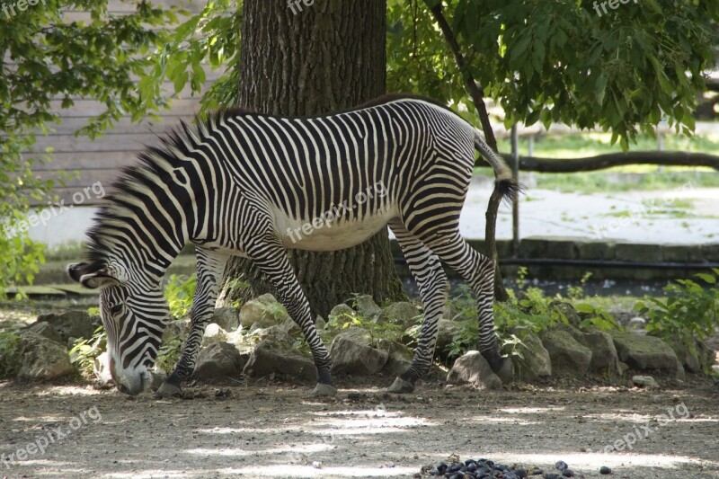 Zebra Stall Hoofed Animals Perissodactyla White