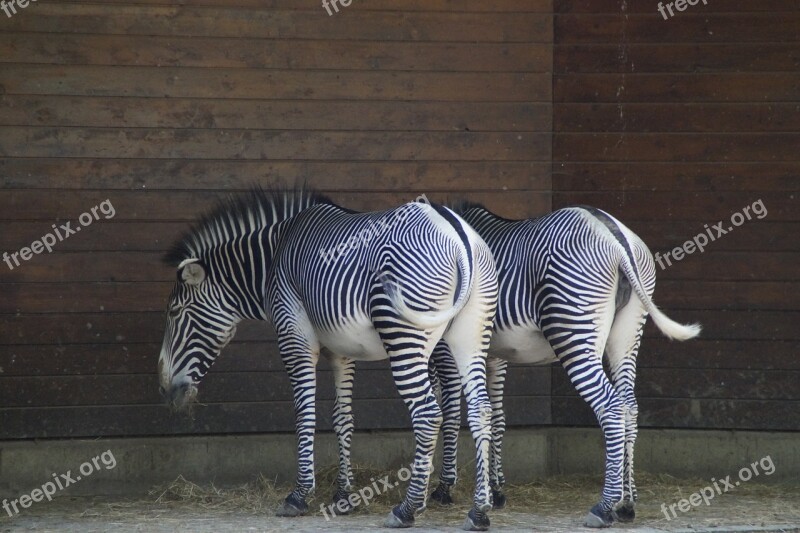 Zebras Stall Hoofed Animals Perissodactyla White