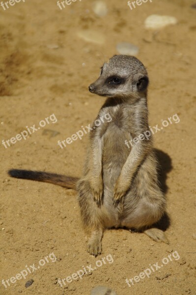 Meerkat Cute Animal World Sand Zoo