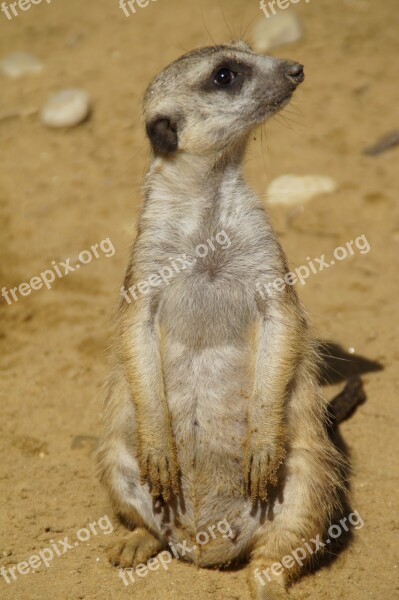 Meerkat Cute Animal World Sand Zoo