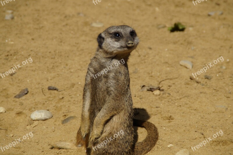 Meerkat Cute Animal World Sand Zoo