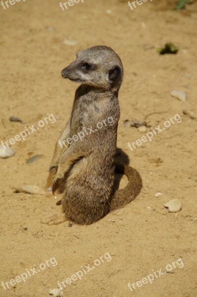 Meerkat Cute Animal World Sand Zoo