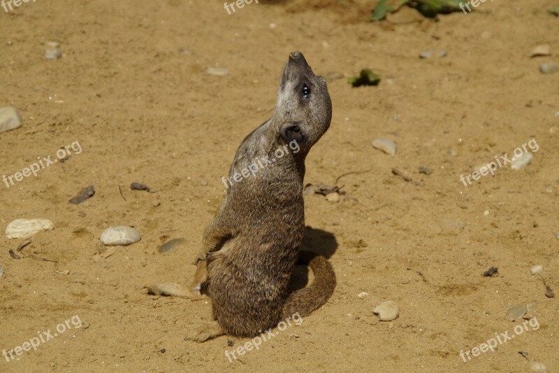 Meerkat Cute Animal World Sand Zoo