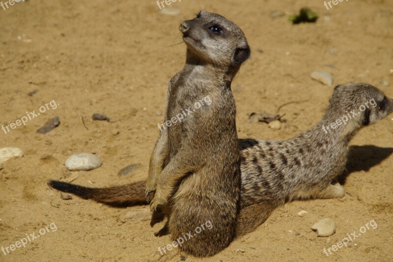 Meerkat Cute Animal World Sand Zoo