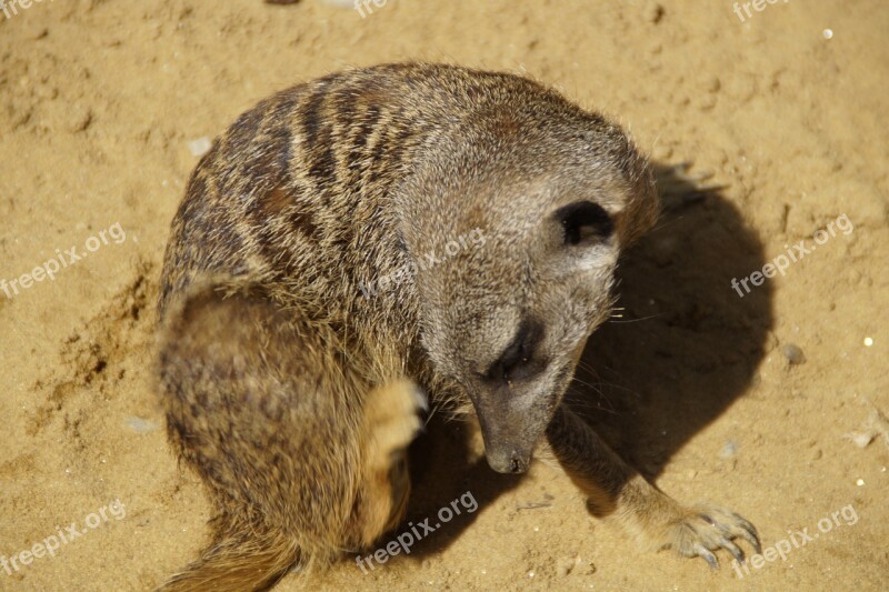 Meerkat Scratch Cute Animal World Sand