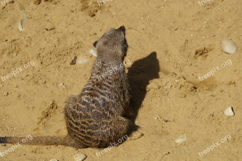 Meerkat Cute Animal World Sand Zoo