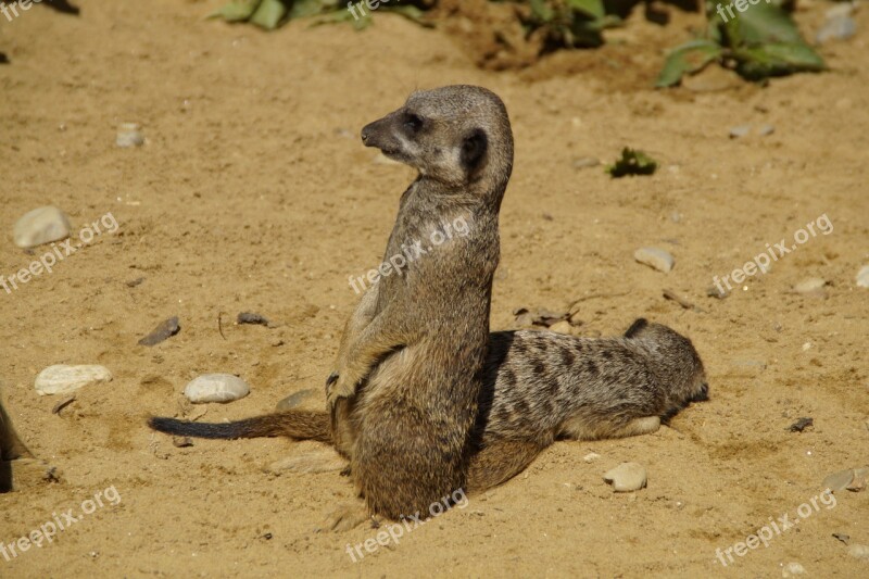 Meerkat Cute Animal World Sand Zoo