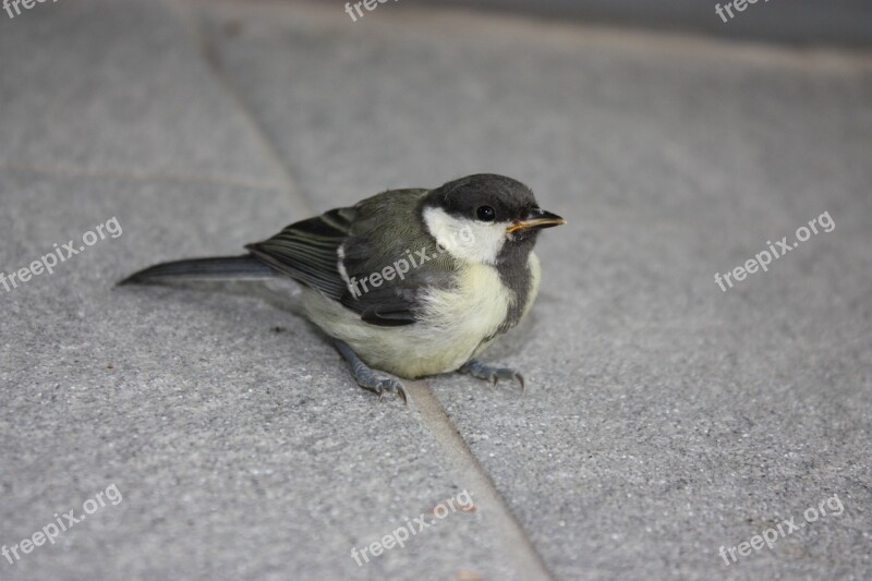 Tit Bird Tile Flooring Sitting Free Photos