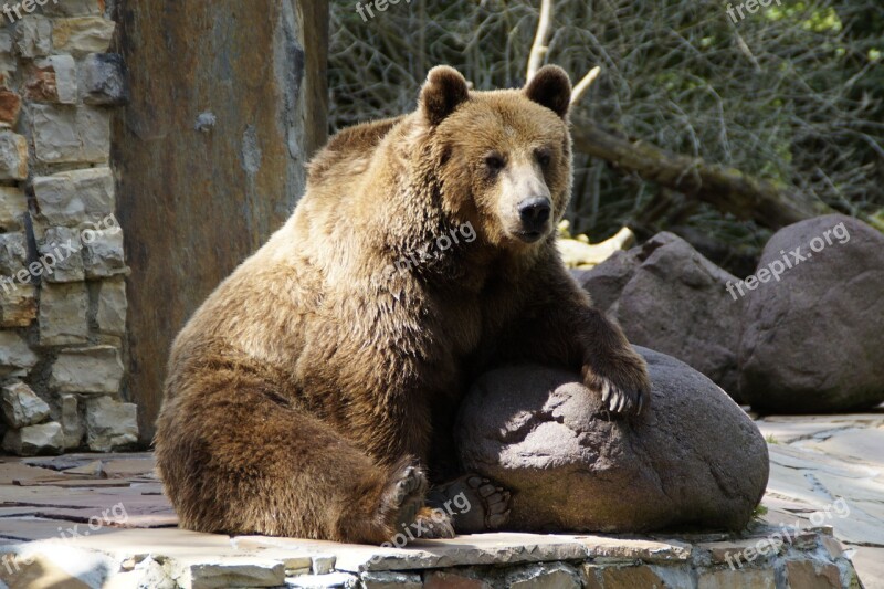 Bear Brown Bear Grizzly Grizzly Bear Animal