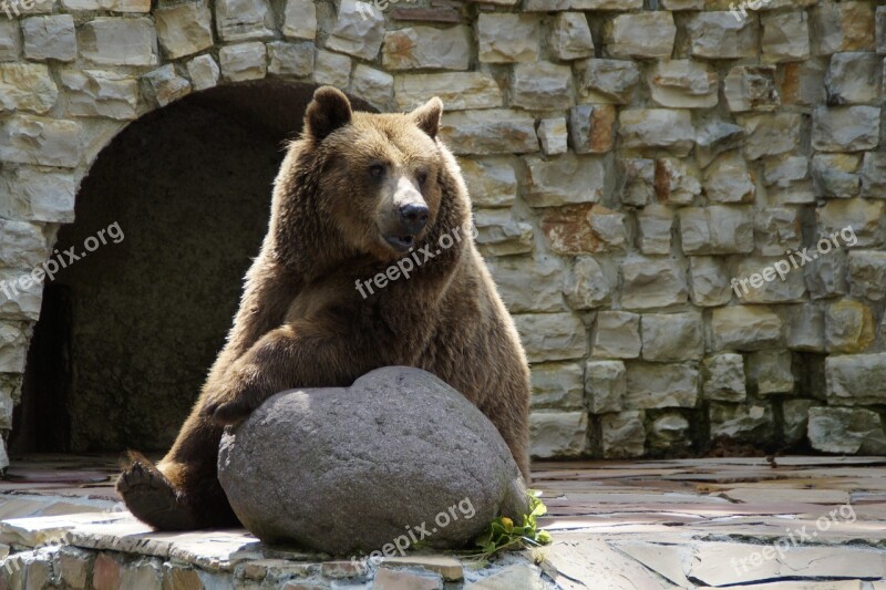 Bear Brown Bear Grizzly Grizzly Bear Animal