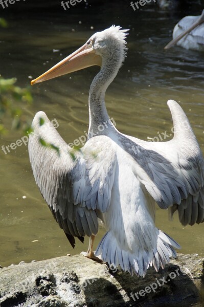 Dalmatian Pelican Pelikan Move Plumage Water Bird