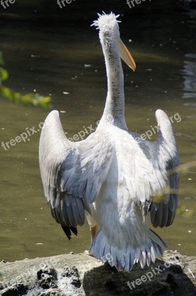 Dalmatian Pelican Pelikan Move Plumage Water Bird