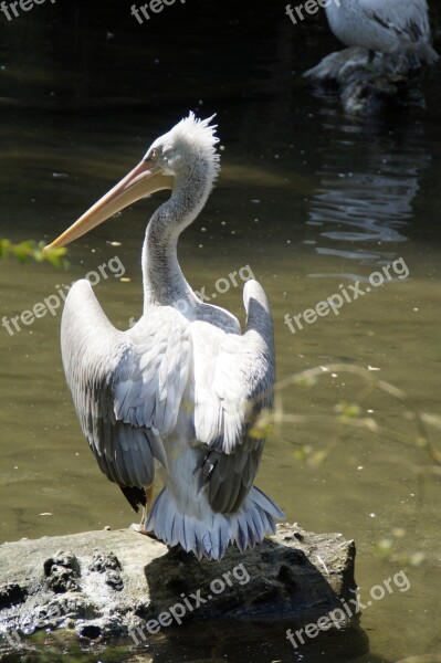 Dalmatian Pelican Pelikan Move Plumage Water Bird