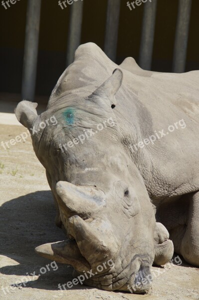 Rhino Concerns Horns Pachyderm Zoo