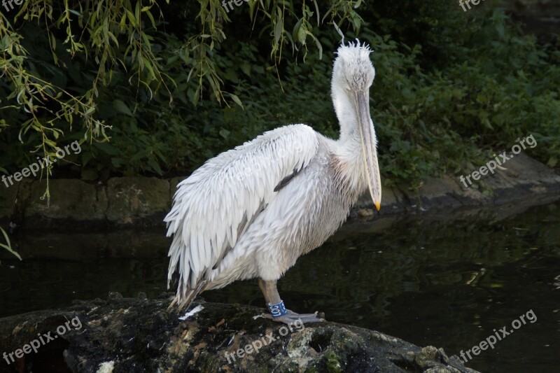 Dalmatian Pelican Pelikan Plumage Water Bird Water