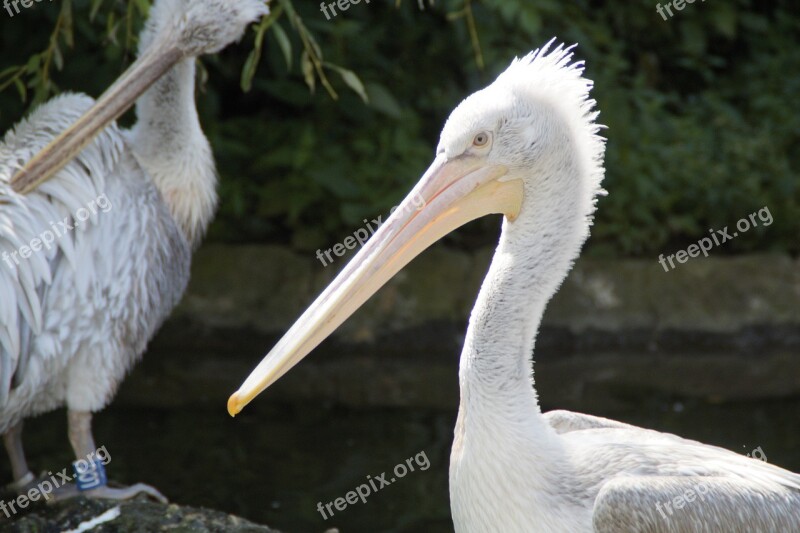 Dalmatian Pelican Pelikan Plumage Water Bird Water