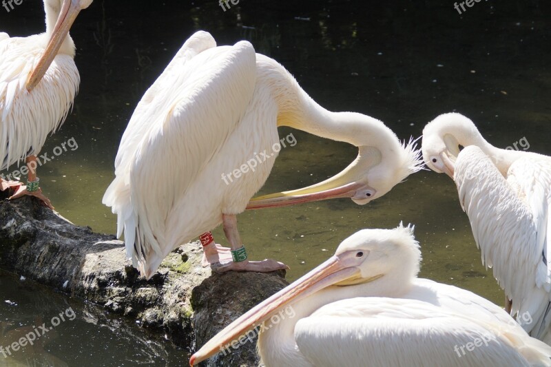 Pelicans Bill Birds Waterfowl Animal World