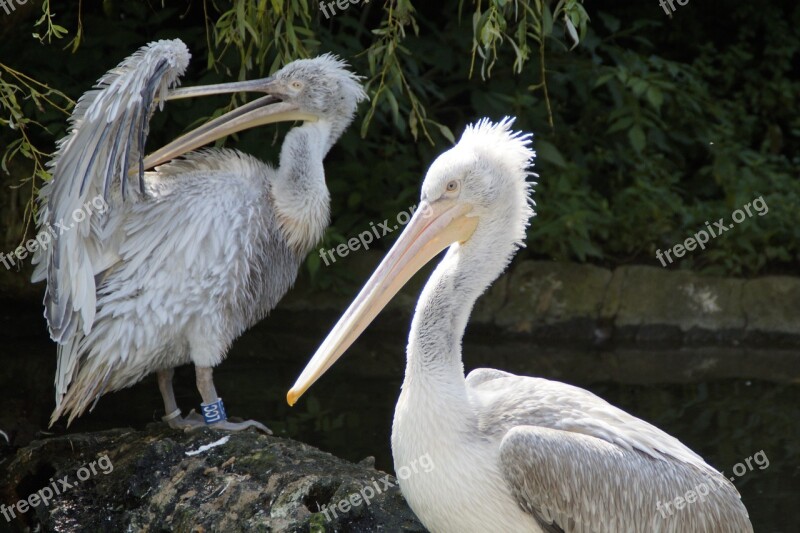 Dalmatian Pelican Pelikan Plumage Water Bird Water