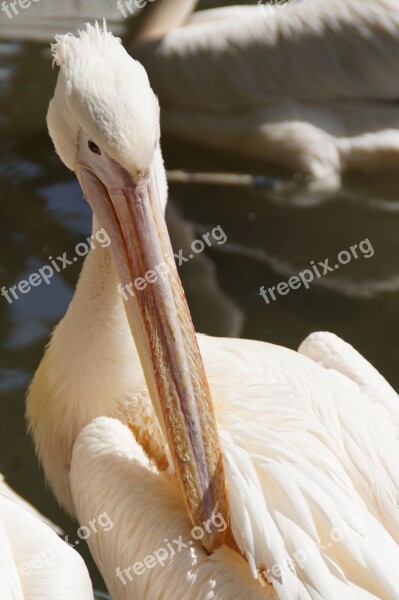 Pelikan Bill Portrait Head Animal Portrait