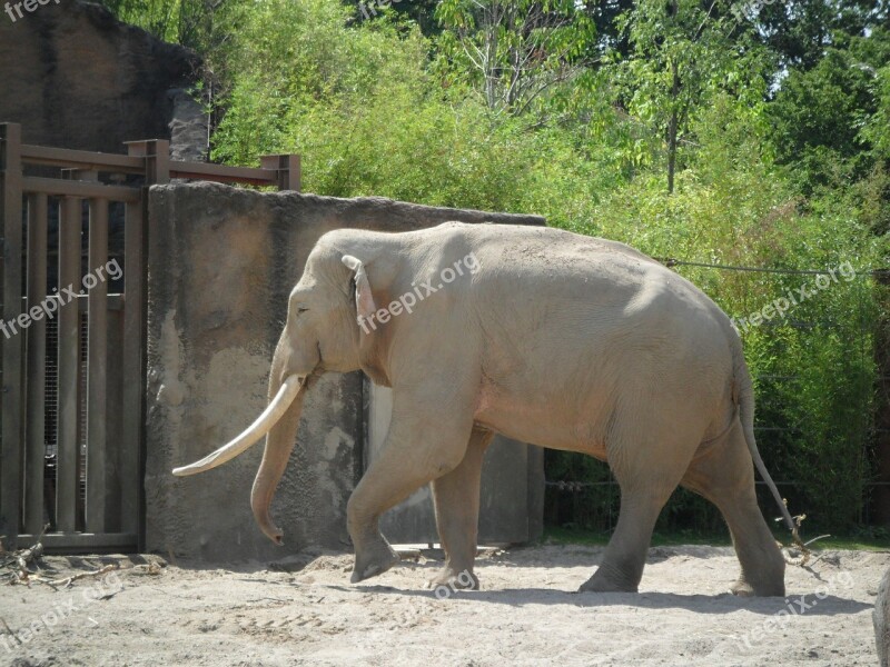 Elephant Animal Wildlife Zoo Mammal