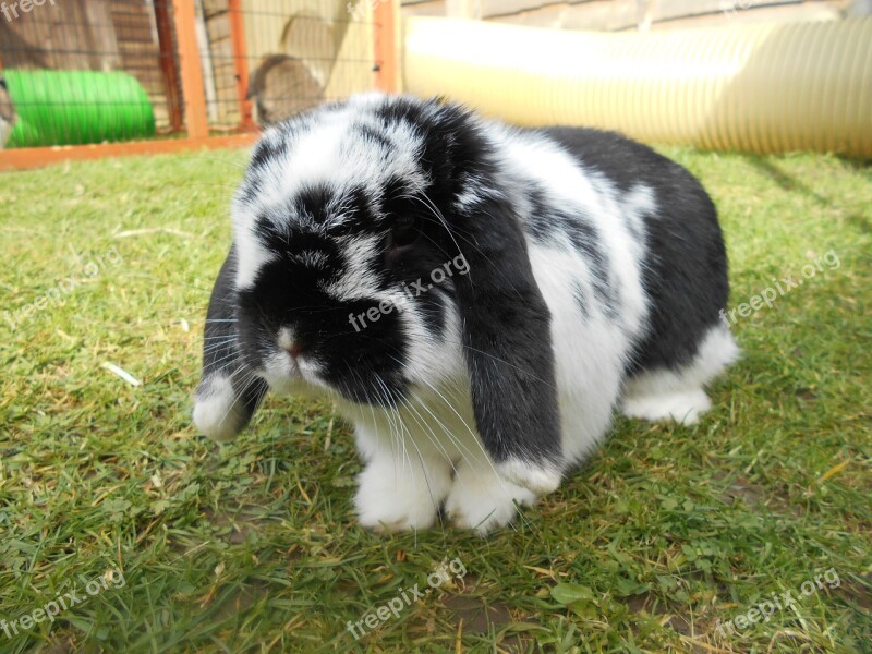 Rabbit Bunny Animal Cute Ears