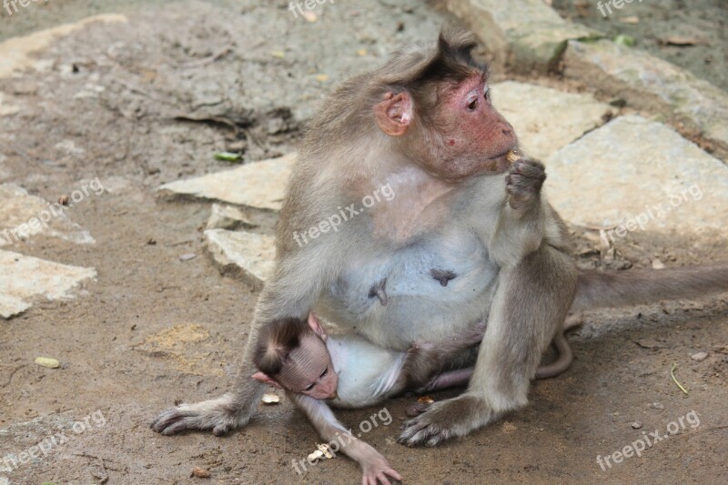 Monkey Mother Baby Animal Zoo