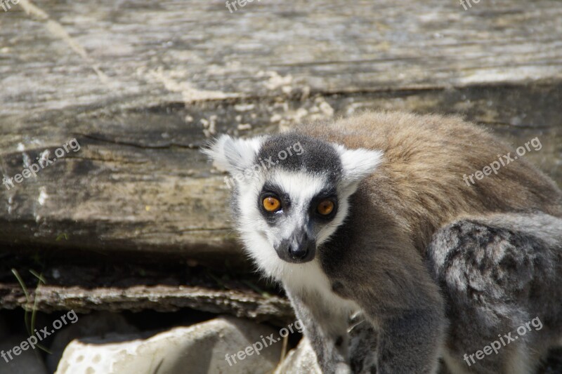 Ring Tailed Lemur Lemur Prosimian Lemur Catta Striped