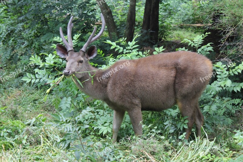 Deer Stag Wildlife Animal Zoo