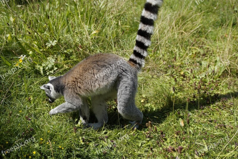 Ring Tailed Lemur Prosimian Lemur Catta Lemur Striped